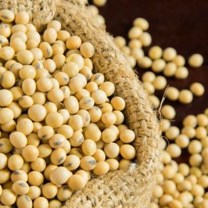 SoyaBean